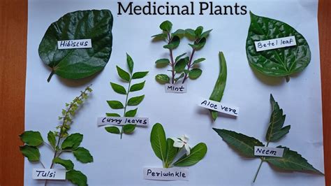 Science Model Medicinal Plants Medicinal Plants Leaf Science Project