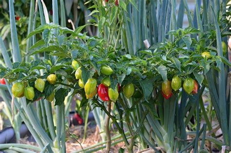 Interessante Come Coltivare Il Peperoncino In Vaso Rimodellamento S U