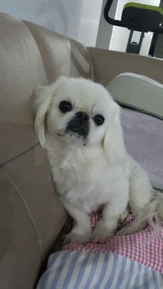 45 Pekingese haircuts ideas | pekingese, pekingese dogs, pekingese puppies