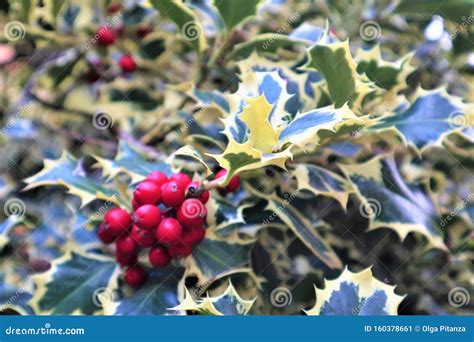 Holly Bush with Red Berries. Closeup of Holly Beautiful Red Berries and ...