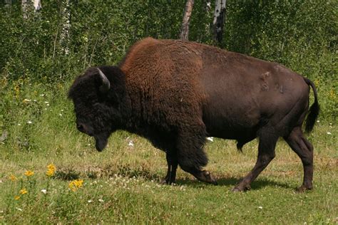 Wood Bison