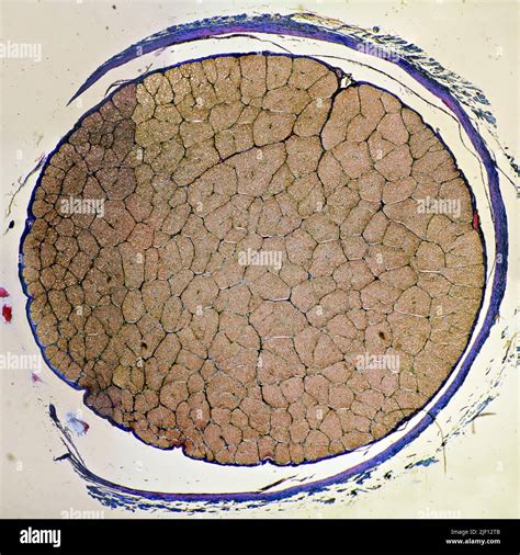 Cross section of the optic nerve Stock Photo - Alamy