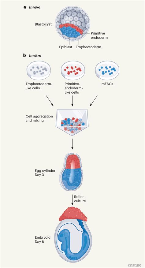 Mouse Embryo Models Built From Stem Cells Take Shape In A Dish