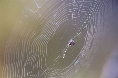 Spinybacked Orbweaver Melissa McMasters Flickr