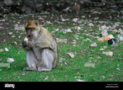 Singes mangeant du pain au Maroc forest Photo Stock - Alamy