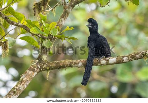umbrellabird stock  images photography shutterstock