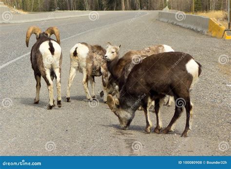 Longhorn Sheep in Northern Canada in the Springtime Stock Photo - Image of highway, longhorn ...