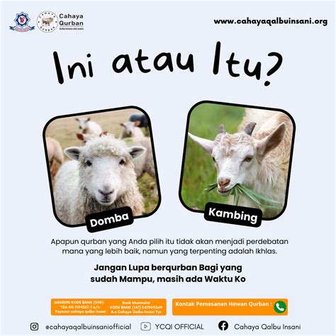 Pilih Kambing Atau Domba Yayasan Cahaya Qalbu Insani