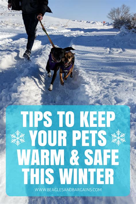 Tips To Keep Your Pets Warm Safe This Winter Beagles Bargains