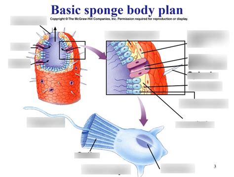 Unit Porifera Diagram Diagram Quizlet