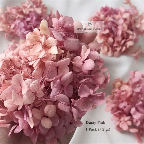 Jual 2 Gr Preserved Hydrangea Grade A Dried Flower Awetan Bunga