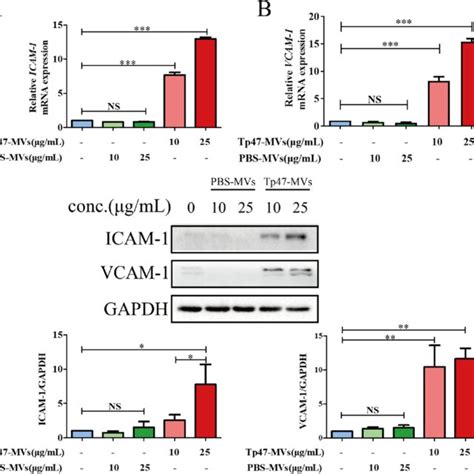 Tp Microvesicles Tp Mvs Induced Icam And Vcam Expression In