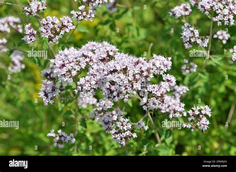 In The Wild In The Summer Flowering Oregano Origanum Vulgare Stock