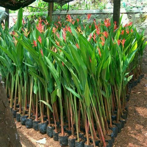 Jual Tanaman Hias Pohon Pisang Pisangan Calathea Heliconia Shopee