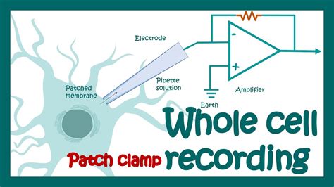 Whole Cell Patch Clamp Recording How Does Whole Cell Voltage Clamp