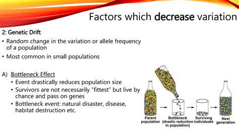 Factors Affecting Variation And Evolutionary Pathways Ppt