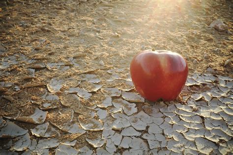 Entro Il 2050 Potrebbe Non Esserci Abbastanza Cibo Per Tutti A Causa