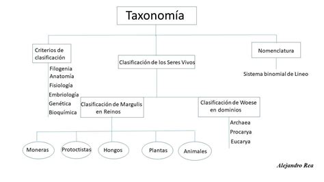 Mapa Conceptual De La Taxonomia De Los Seres Vivos Hayes Porn Sex Picture 185493 The Best Porn