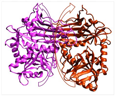 Crystal Structure Of Bcat Enzyme Catalyzing The Bcaa Degradation Pdb