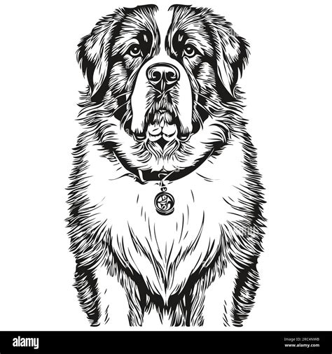 Perro De San Bernardo Grabado Retrato Vectorial Dibujo Vintage De