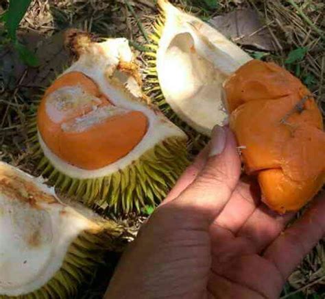 Durian Hutan Kalimantan Homecare24