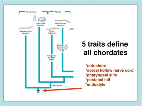 Section 33-1 Chordate Evolution Explained: Tips For Understanding › Athens Mutual Student Corner