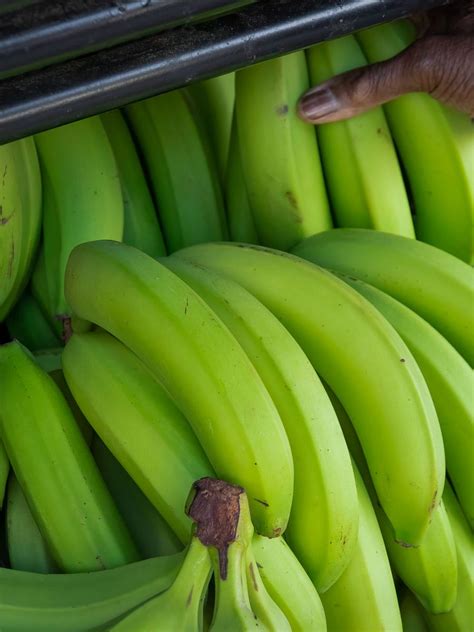 How To Store Bananas Upstate Ramblings