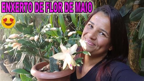 Aprenda Enxertar Flor De Maio Na Pitaya Passo A Passo Veja Os Meus