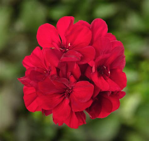 Introducing Geranium Calliope® Medium Dark Red Dark Leaf Mast Young