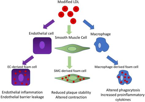 Biomedicines Free Full Text Macrophages And Foam Cells Brief