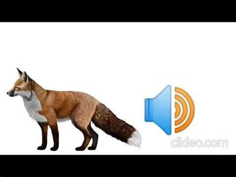 Fox Sound Effect - YouTube | Fox, Sound effects, Sound