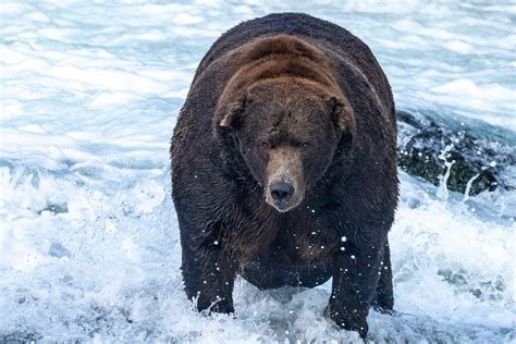 Fat Bear Week - Katmai National Park & Preserve (U.S. National Park ...