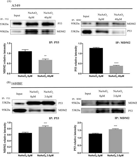 Co Immunoprecipitation Assays Of Mdm2 And P53 Protein In A549 And 16hbe