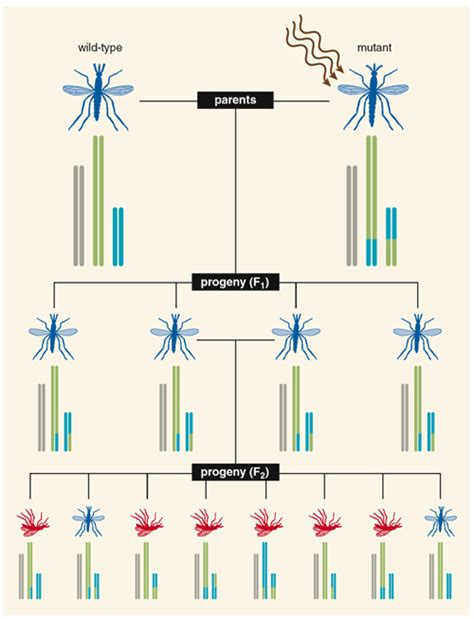 Genetic Strategies For Controlling Mosquito Borne Diseases American