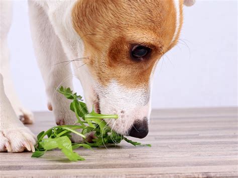 Can Dogs Eat Seaweed Spot®