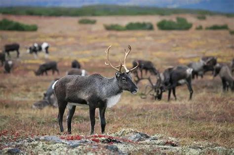 Caribou vs Reindeer Comparison (is there a difference?) - World Deer