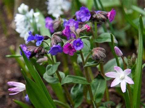 Lavendel Combineren Met Andere Planten Pvf Agbc