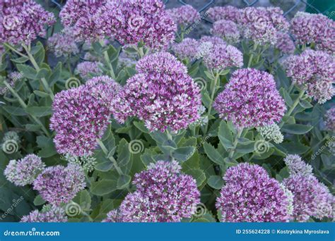 Beautiful Pink And Purple Sedum Spectabile Blooming In Summer Garden In