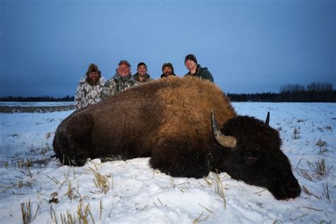 Bison Hunting - Clearwater Alaska Outfitters