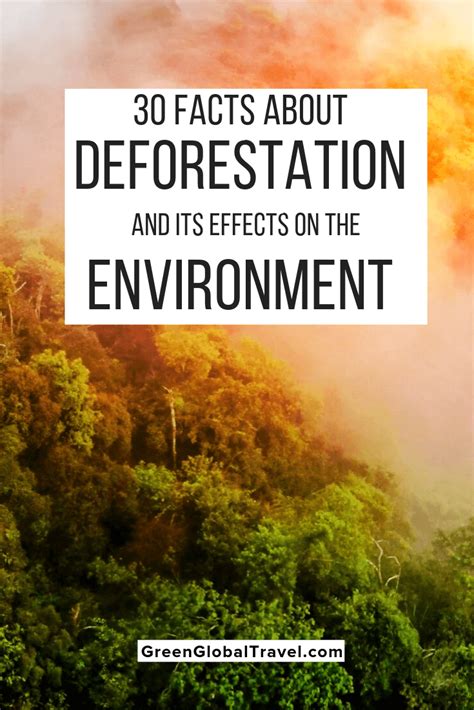 30 Facts About Deforestation Its Effects On The Environment