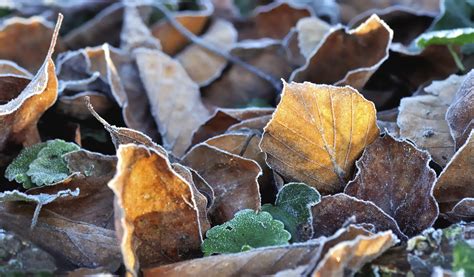 Pflanzen Winterfest Machen Ma Nahmen Ergreifen Garten Tipps Garten