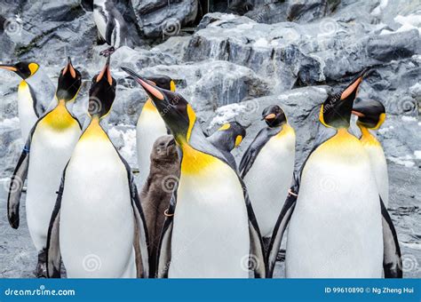 Penguins at Asahiyama Zoo. stock photo. Image of cold - 99610890