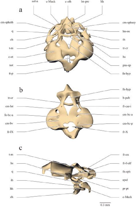 Three Dimensional Reconstruction Of The Chondrocranium Of C Aeneus