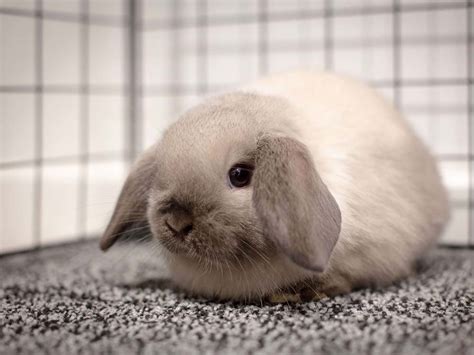 The Mini Lop Rabbit Breed Information Cost Facts Uk Pets