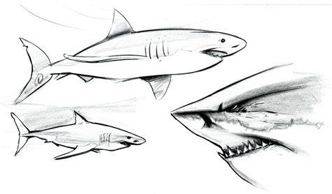 Great White Shark Sketch at PaintingValley.com | Explore collection of ...