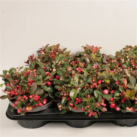 Gaultheria Procumbens WINTER PEARLS BIG BERRY Plant Wholesale FlorAccess