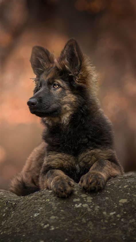 Jet Black German Shepherd Wallpapers Wallpaper Cave