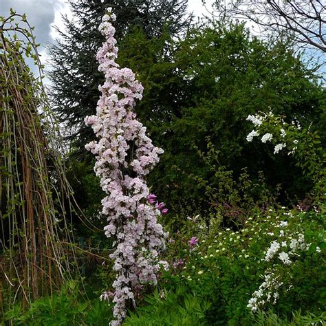 Prunus Serrulata Amanogawa Cerisier Du Japon à Floraison Remarquable