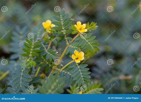 Macro Image Of Tribulus Terrestris Plant With Flower Stock Photo