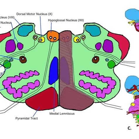 Medial Lemniscus Medulla